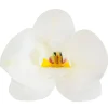 Cerf Dellier Orchidées blanches azyme (x10)
