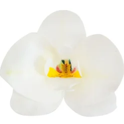 Cerf Dellier Orchidées blanches azyme (x10)