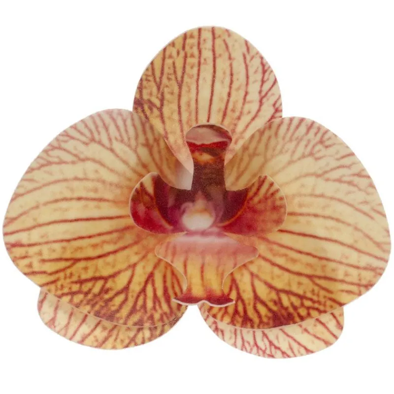 Cerf Dellier Orchidées jaunes azyme (x10)